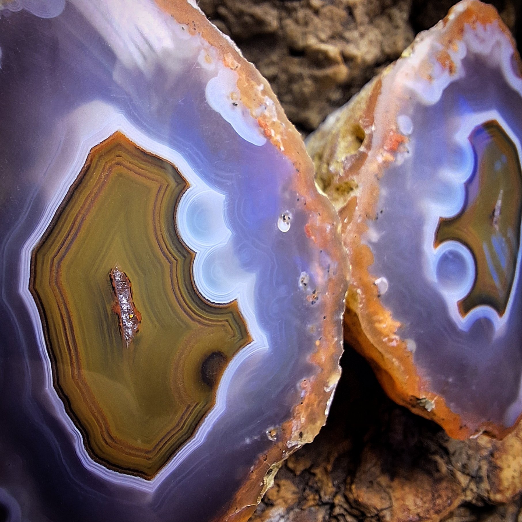 Agatized Gastropod Shell Fossil - Gnarled By Nature